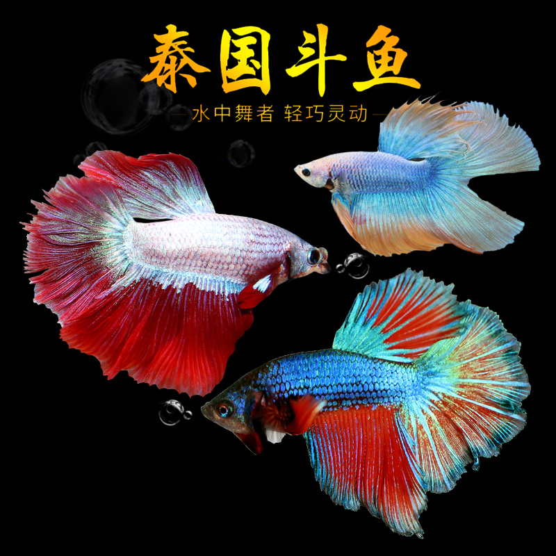 凶猛“斗鱼”:从无人能懂到独角兽养成记-斗鱼宠物养成